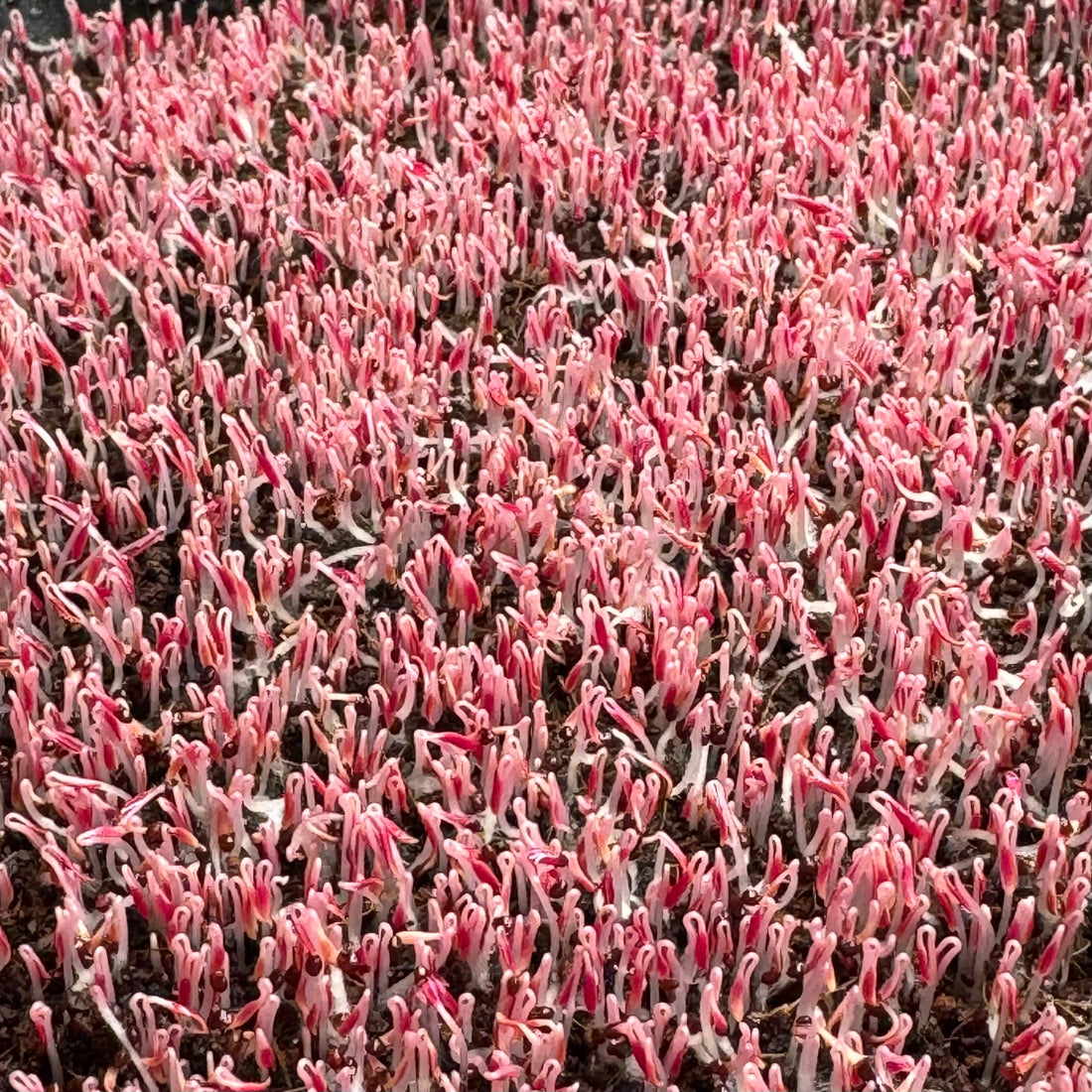 Amarantus czerwony (czarne nasiona) - nasiona do mikroliści