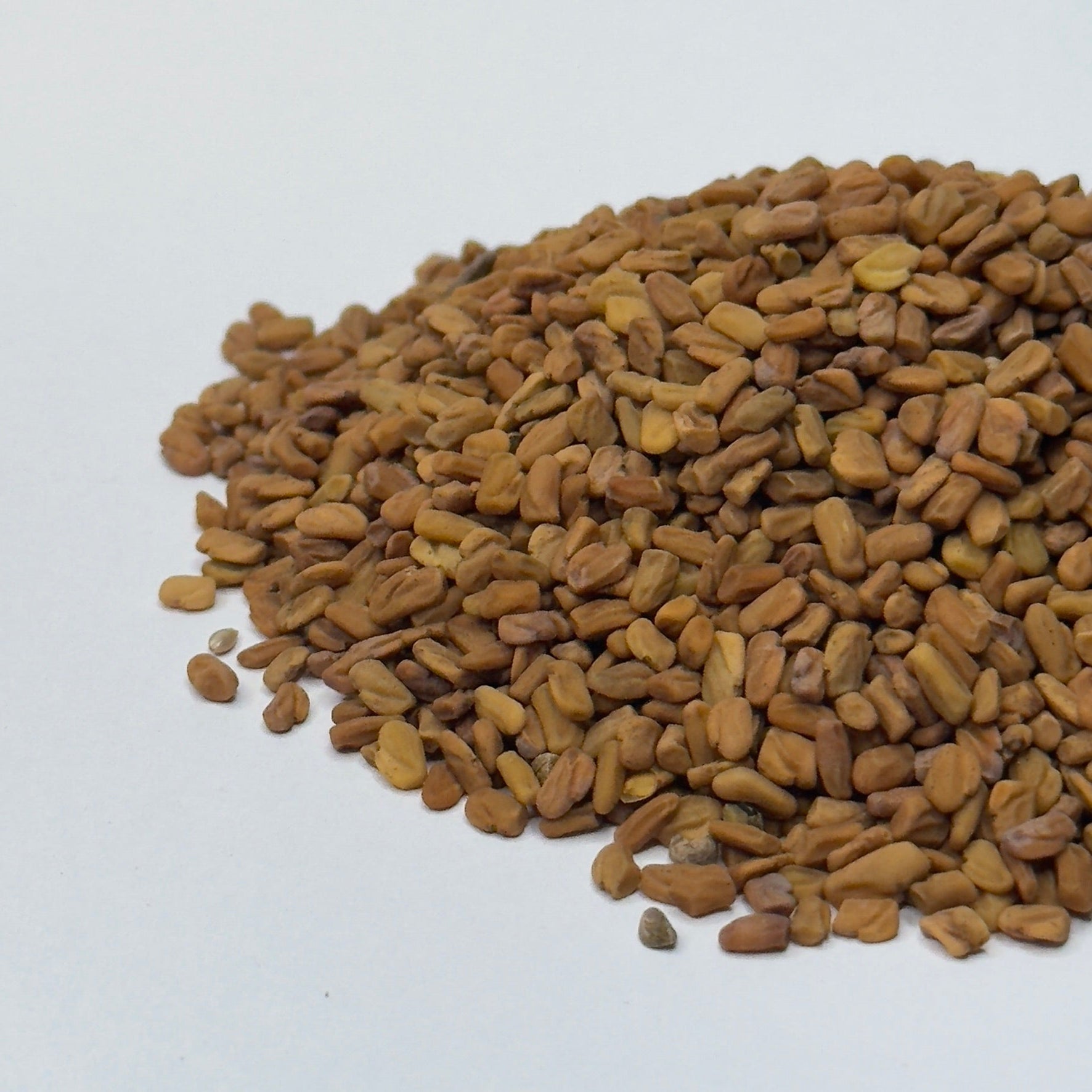 Kozieradka – nasiona mikrogreenów