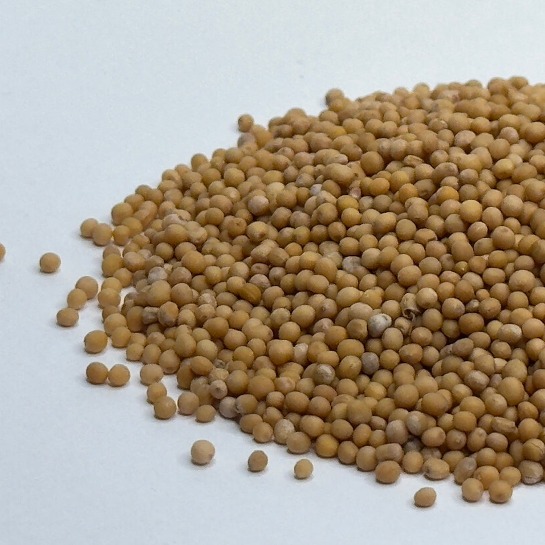 Musztarda biała – ekologiczne nasiona mikroliści