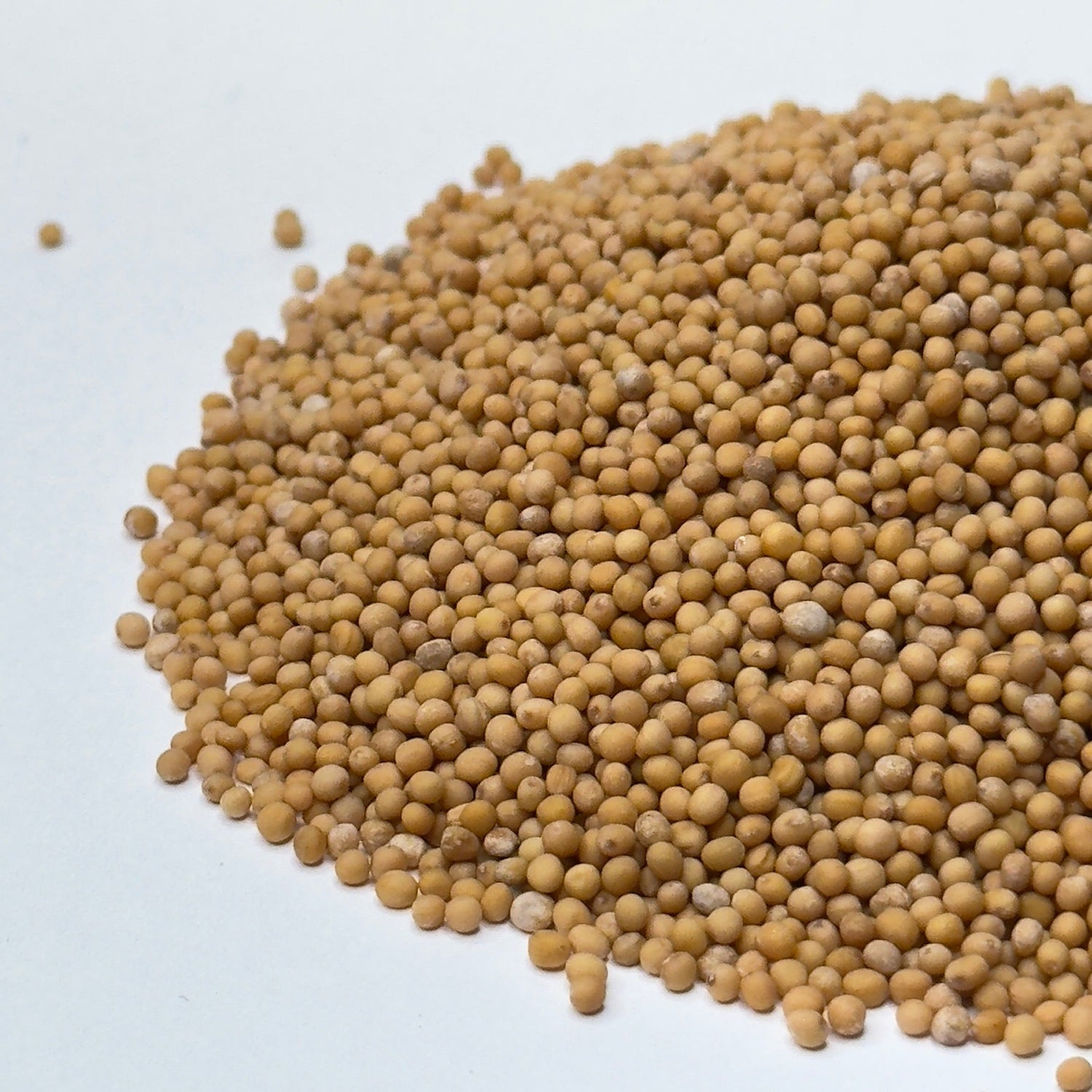 Musztarda, biała – nasiona mikrogreenów