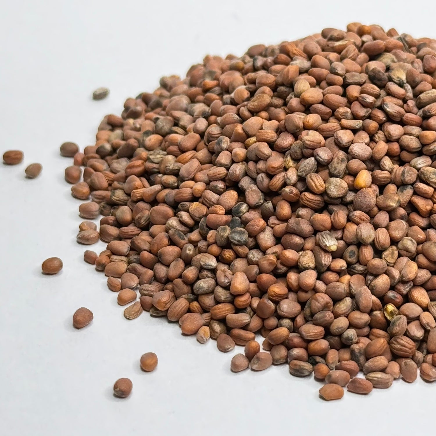 Rzodkiew czarna – nasiona mikrogreenów