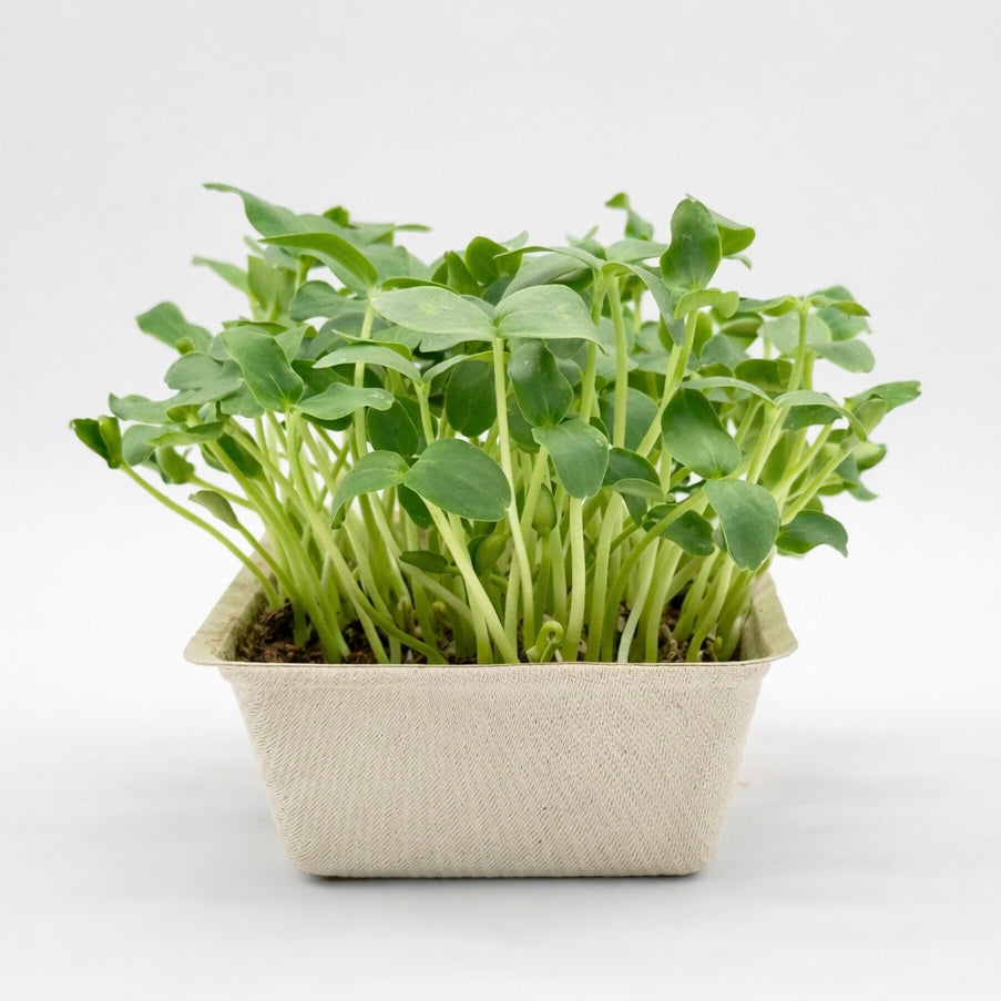 Melon kantalupa – nasiona mikroliści