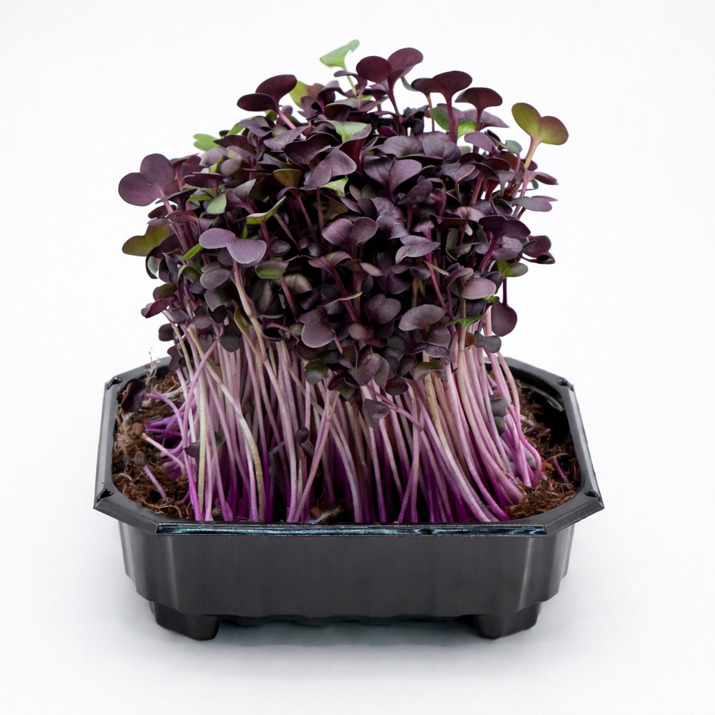 Rzodkiewka, Red Samurai – nasiona mikroliści