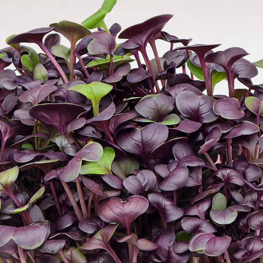 Rzodkiewka, Red Samurai – nasiona mikroliści