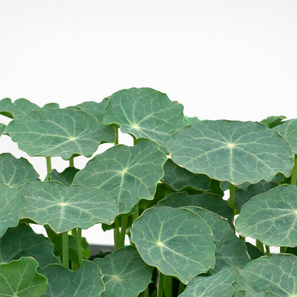 Nasturtium Alaskan Green - nasiona do mikroliści