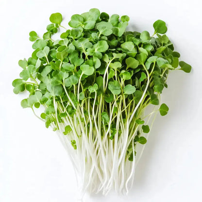 Broccoli Calabrese Microgreen Seeds 