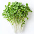 Broccoli Calabrese Microgreen Seeds 