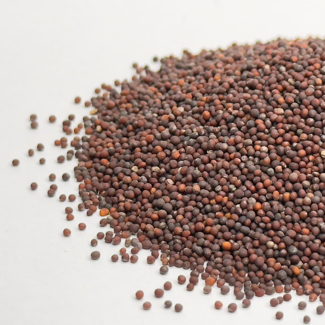 Broccoli Raab microgreens seeds for growing