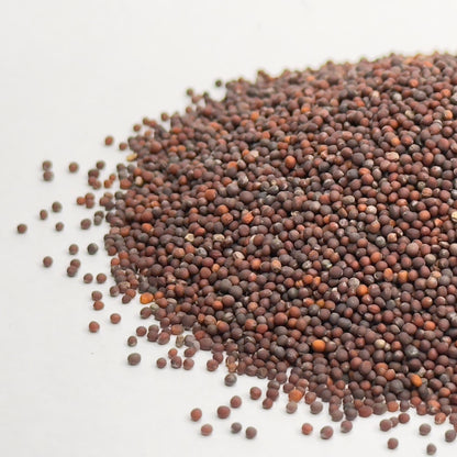 Broccoli Raab microgreens seeds for growing