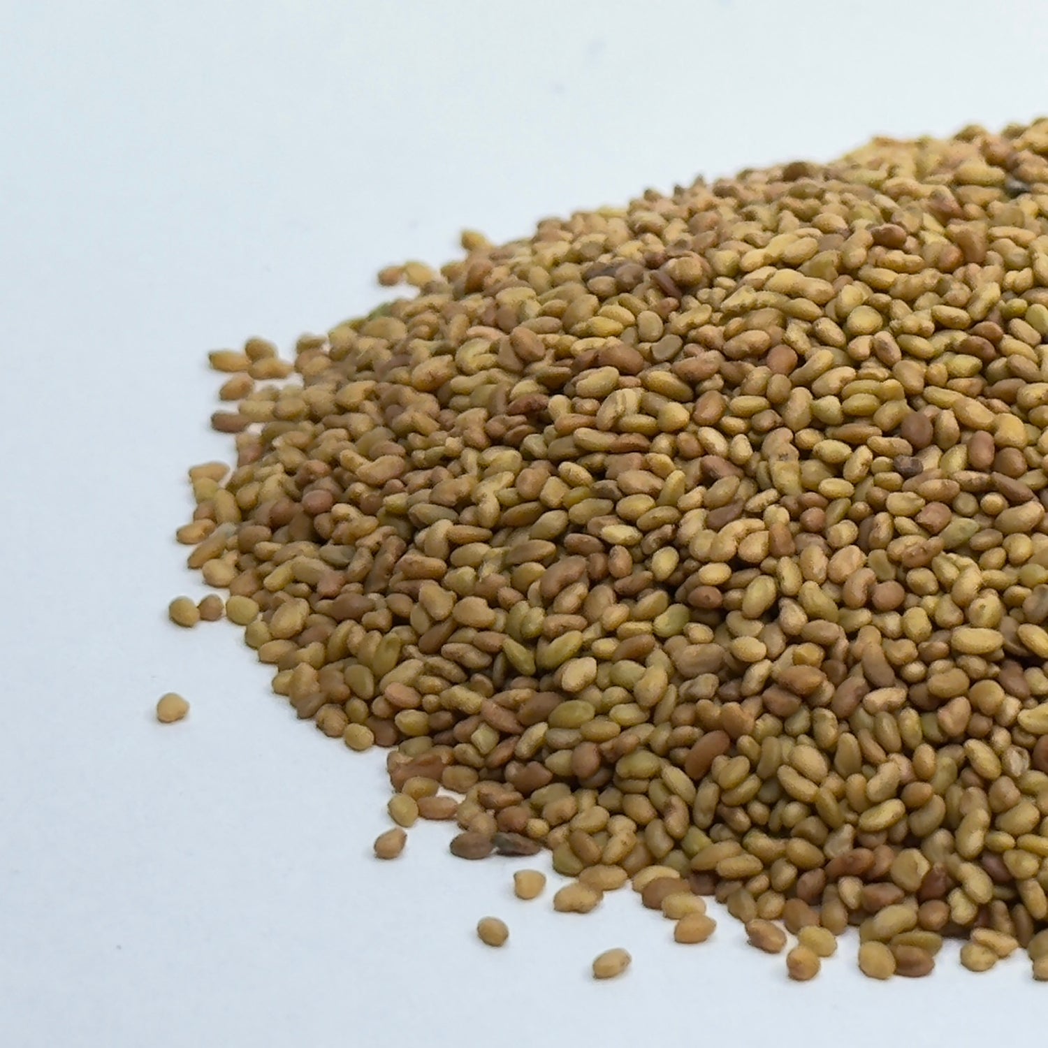 Alfalfa - microgreens seeds for growing