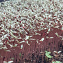 Amaranth red (black seeds) microgreens ready to harvest, grown from Deliseeds seeds