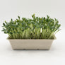Borage microgreens ready to harvest, grown from Deliseeds seeds