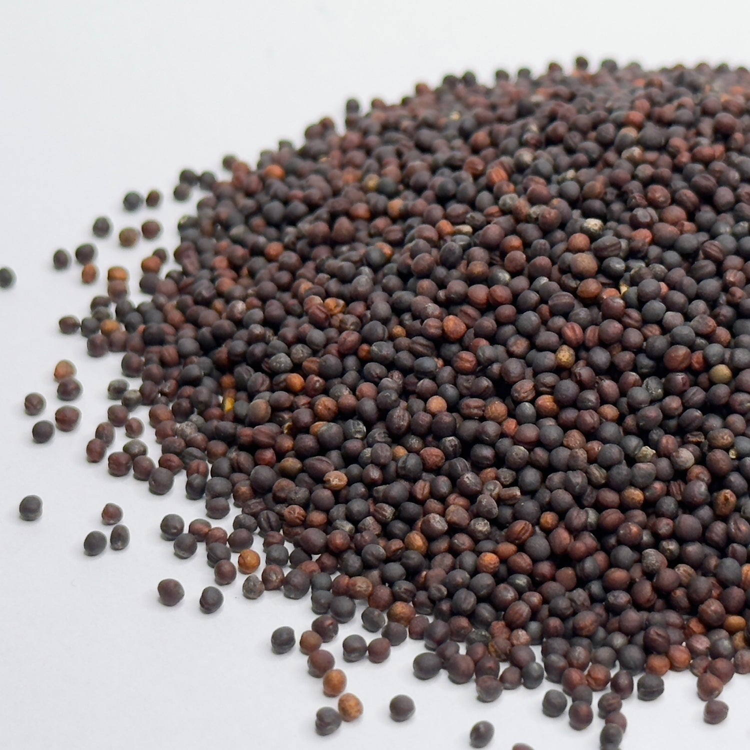 Broccoli Calabrese - microgreens seeds for growing