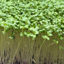 Broccoli calabrese microgreens ready to harvest, grown from Deliseeds seeds