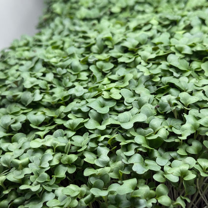 Broccoli Purple Haze microgreens ready to harvest, grown from Deliseeds seeds