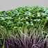 Broccoli Purple Haze microgreens ready to harvest, grown from Deliseeds seeds