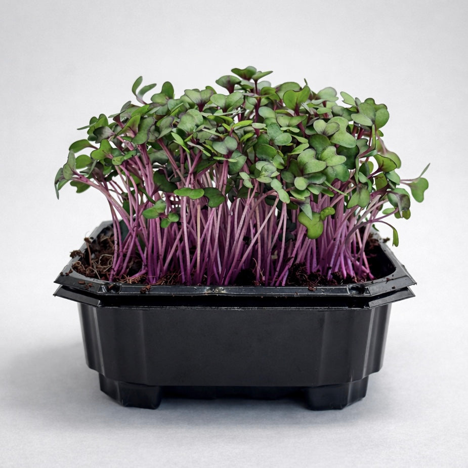 Cabbage red microgreens ready to harvest, grown from Deliseeds seeds