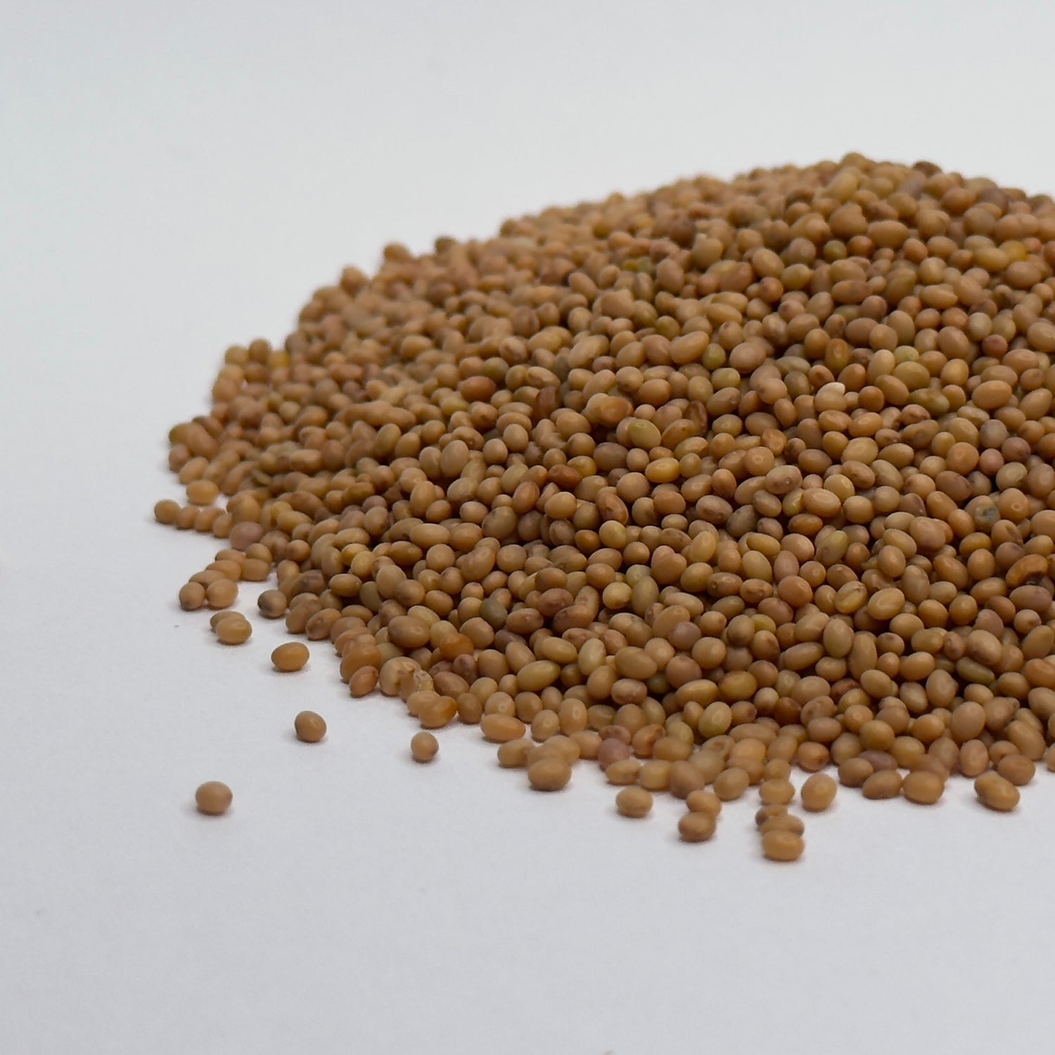 Clover, Red - microgreens seeds for growing