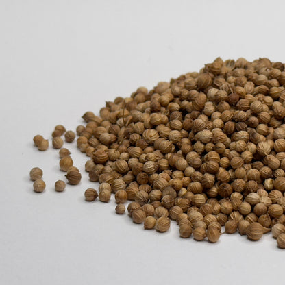 Coriander cilantro microgreen seeds for growing