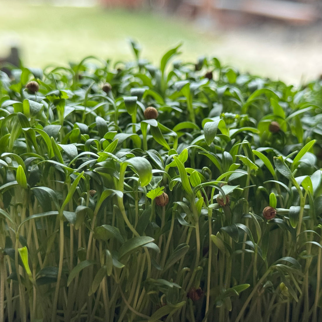 Fresh coriander cilantro microgreens ready to harvest, grown from Deliseeds seeds