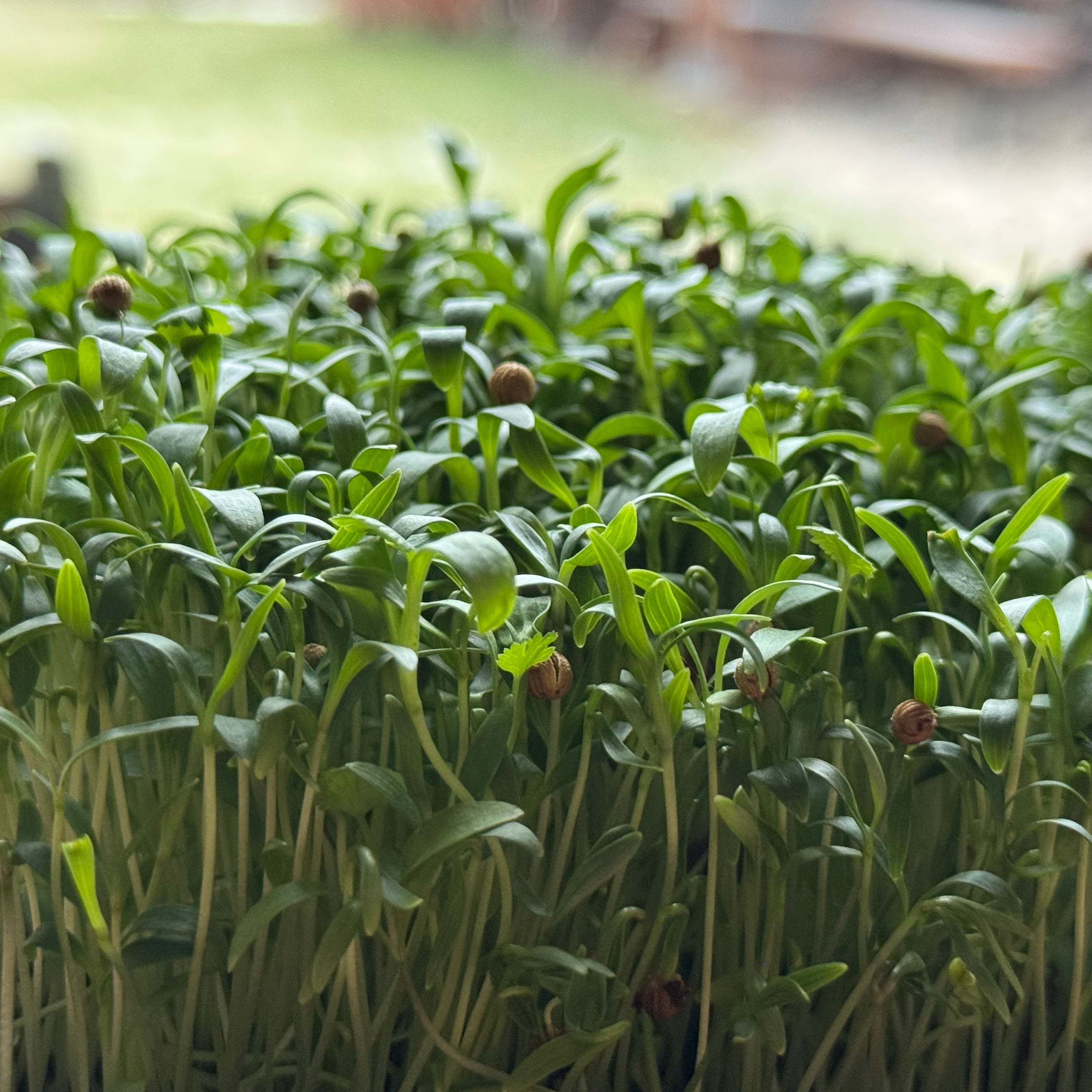 Fresh coriander cilantro microgreens ready to harvest, grown from Deliseeds seeds