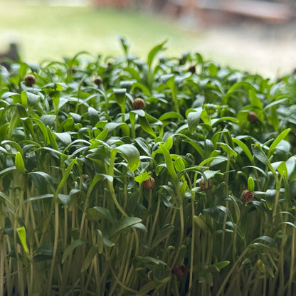 Fresh coriander cilantro microgreens ready to harvest, grown from Deliseeds seeds