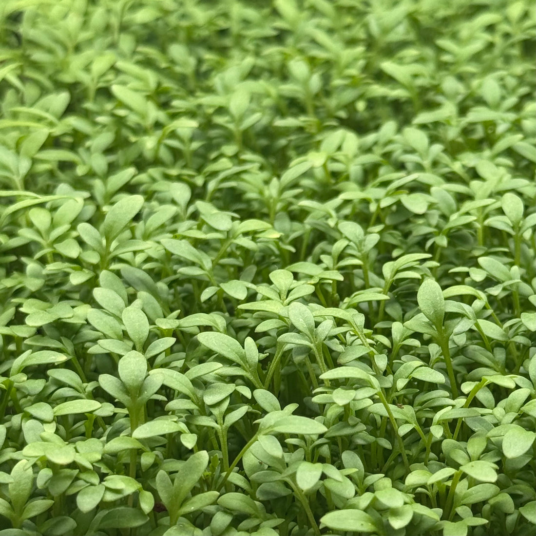 Cress microgreens ready to harvest, grown from Deliseeds seeds