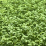 Cress microgreens ready to harvest, grown from Deliseeds seeds