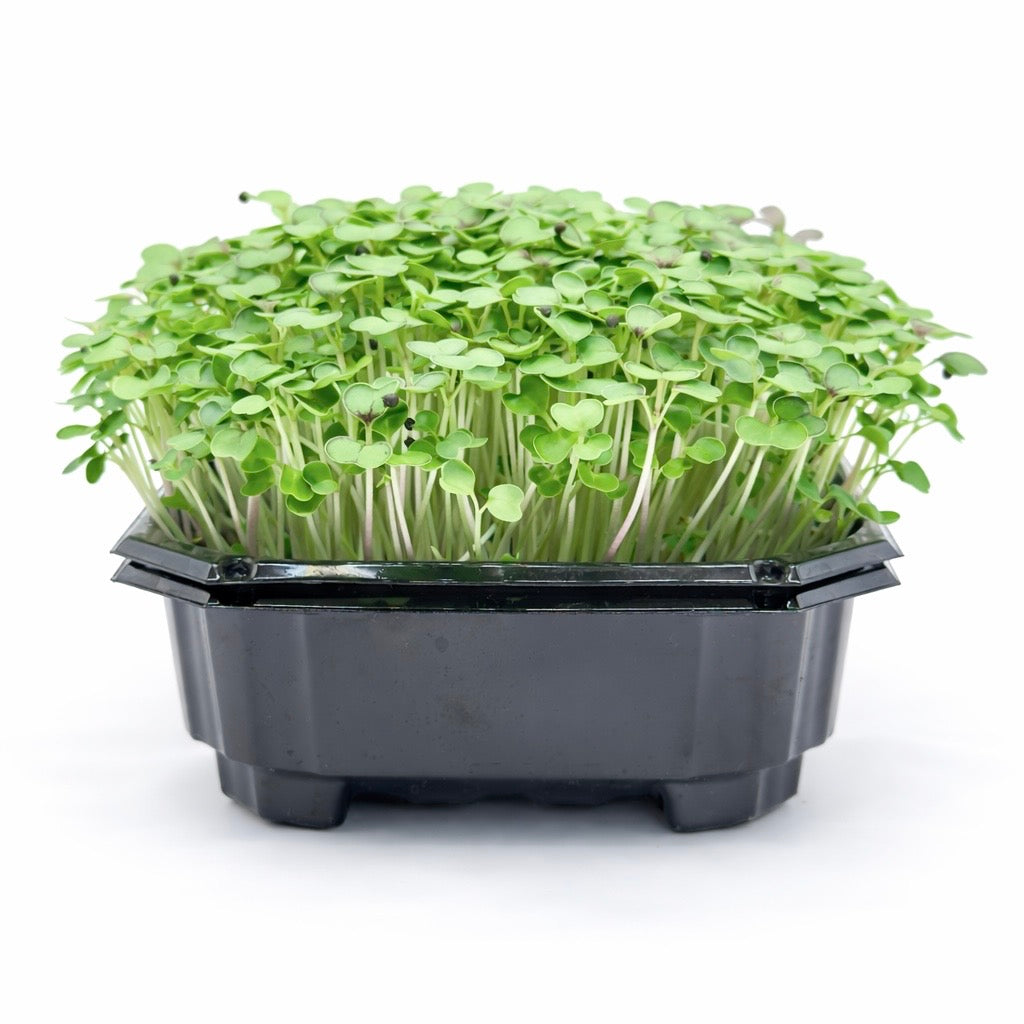 Kale red microgreens ready to harvest, grown from Deliseeds seeds