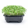 Kale red microgreens ready to harvest, grown from Deliseeds seeds