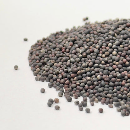 Kale, Red - microgreens seeds for growing