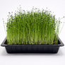 Leek microgreens ready to harvest, grown from Deliseeds seeds