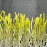 Mais - ready to harvest microgreens