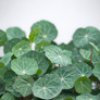 Nasturtium empress of india microgreens ready to harvest, grown from Deliseeds seeds