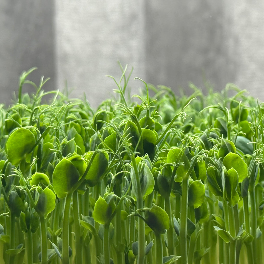 Peas Affila - microgreens growing stage