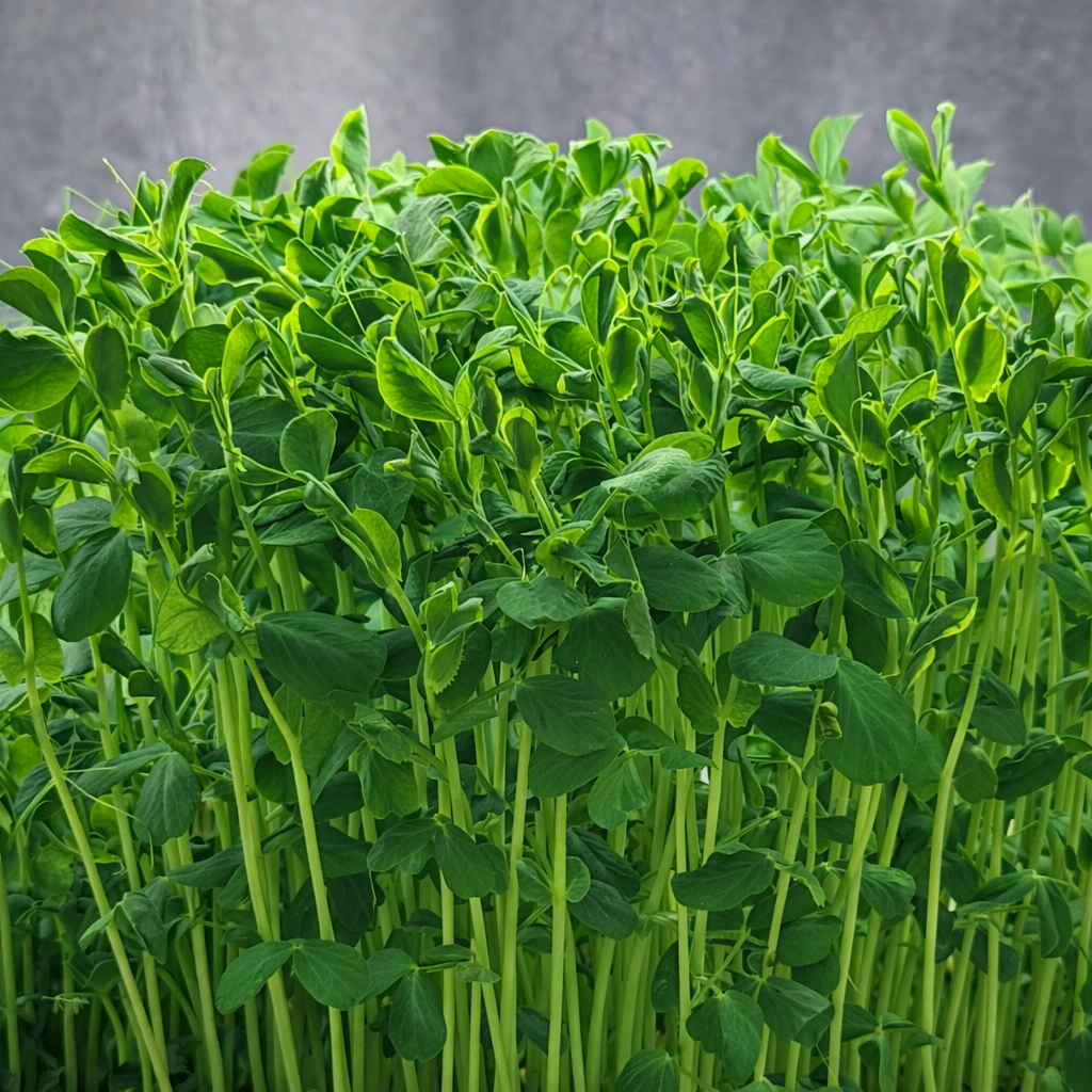 Peas Speckled - ready to harvest microgreens