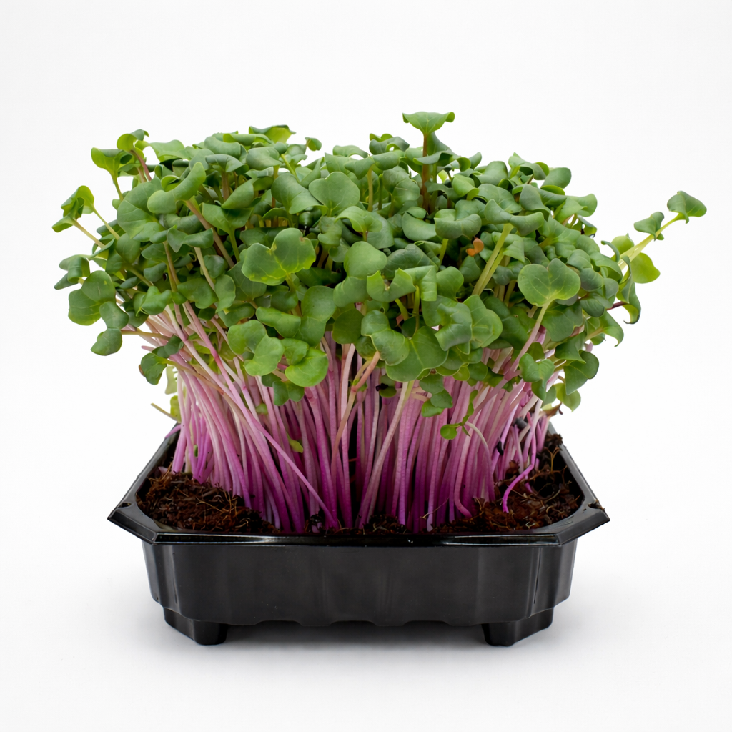 Organic Radish China Rose microgreens ready to harvest, grown from Deliseeds seeds