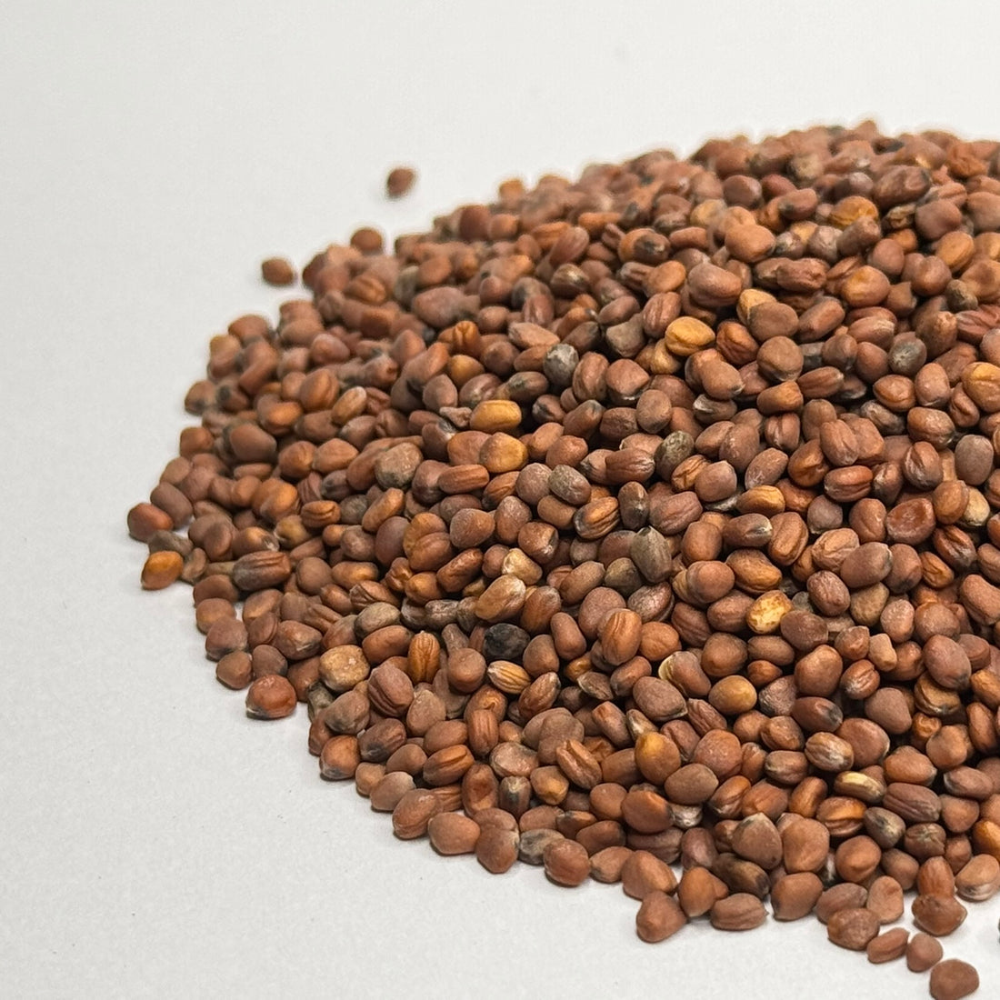 Organic Radish, China Rose - microgreens seeds for growing