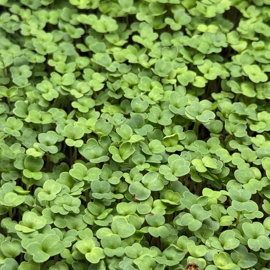 Rocket (Arugula) - microgreens ready to harvest, grown from Deliseeds seeds
