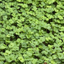Rocket (Arugula) - microgreens ready to harvest, grown from Deliseeds seeds